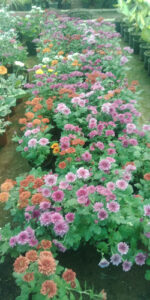 AF1QipNEK1glKfYqD0ijxo0wjPxFCKmQV80L5HVUa RBw800 h500 k no